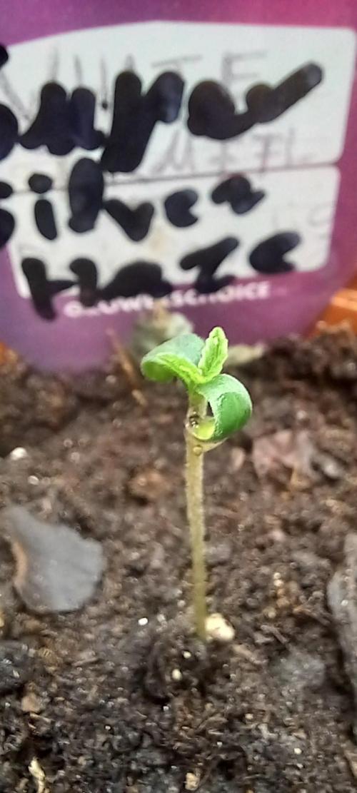 Winter Grow, Super Silver Haze. Week 0