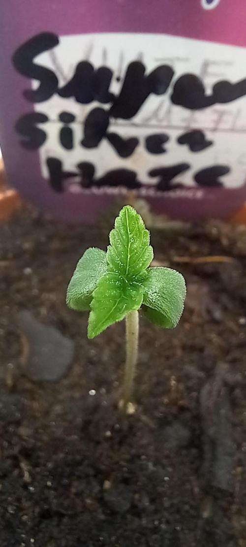 Winter Grow, Super Silver Haze. Week 1