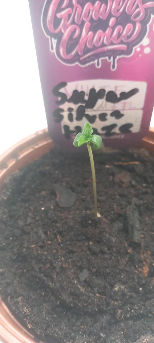 Winter Grow, Super Silver Haze. Week 1