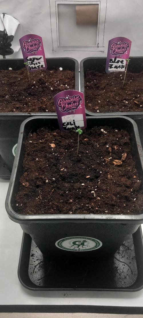 Winter Grow, Super Silver Haze. Week 1