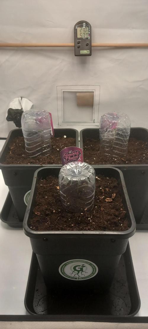 Winter Grow, Super Silver Haze. Week 1