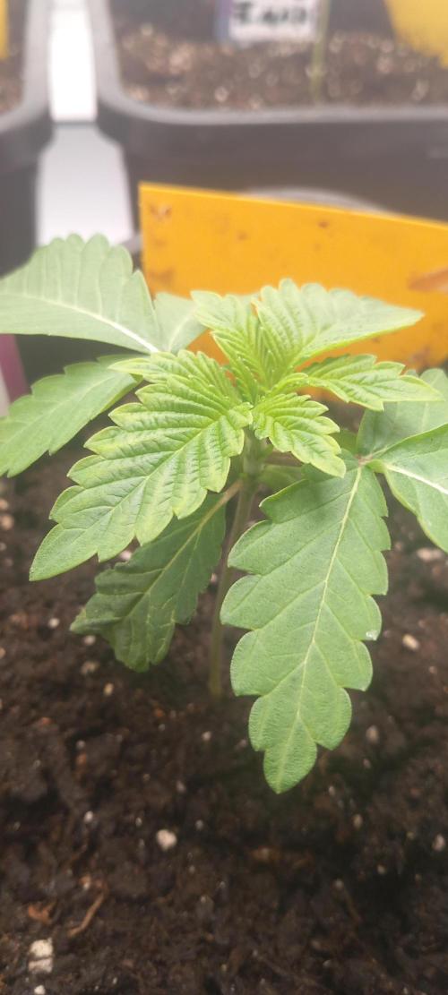 Winter Grow, Super Silver Haze. Week 2