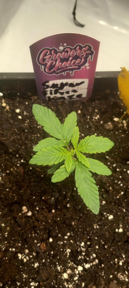Winter Grow, Super Silver Haze. Week 2