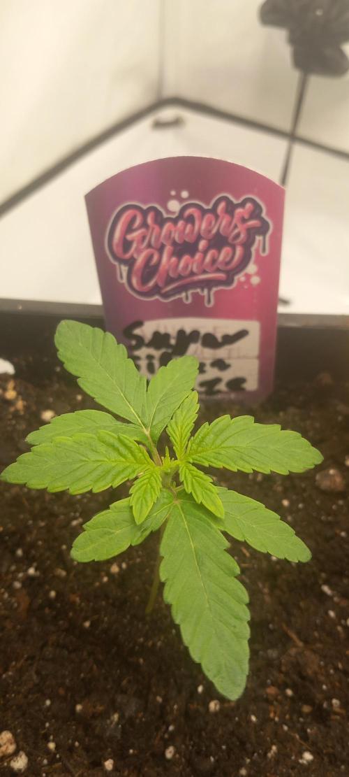 Winter Grow, Super Silver Haze. Week 2