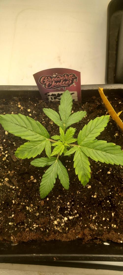 Winter Grow, Super Silver Haze. Week 3