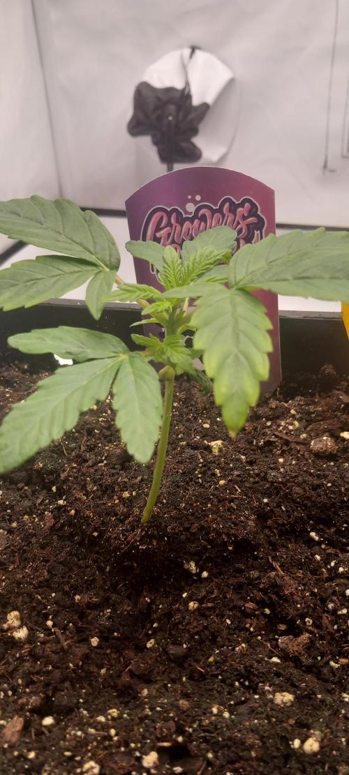 Winter Grow, Super Silver Haze. Week 3