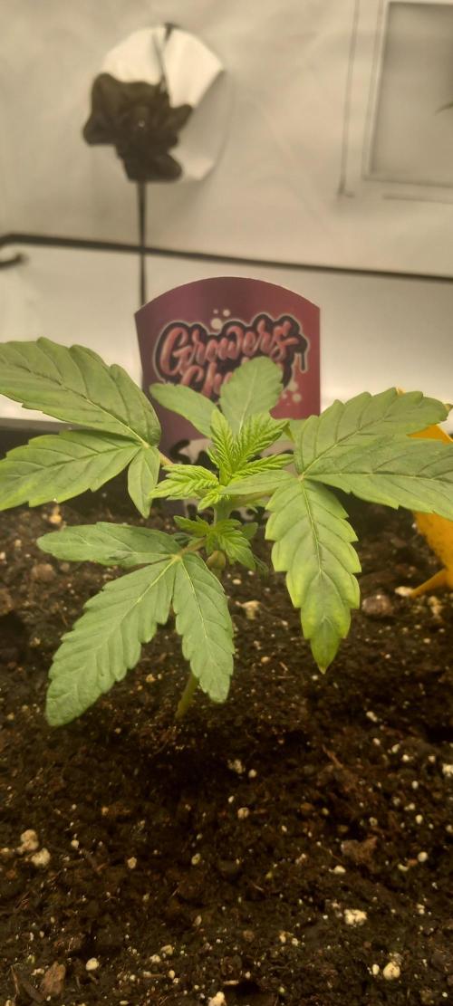 Winter Grow, Super Silver Haze. Week 3