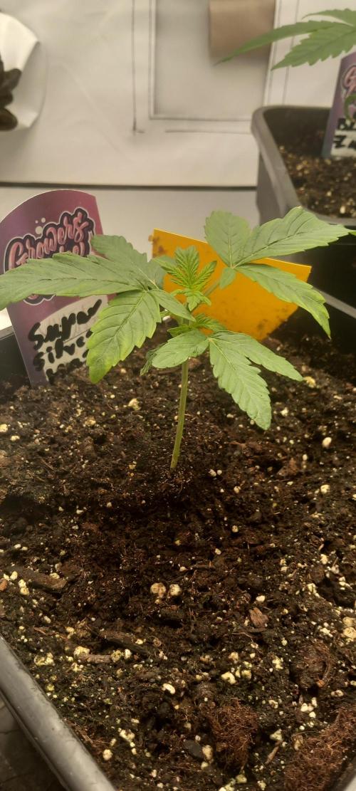 Winter Grow, Super Silver Haze. Week 3