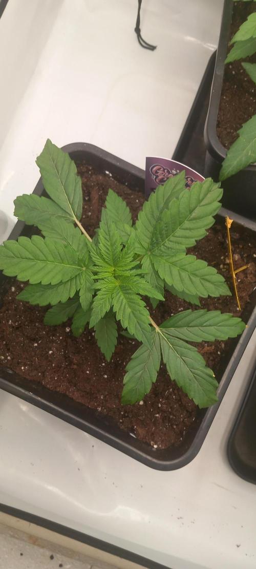 Winter Grow, Super Silver Haze. Week 4