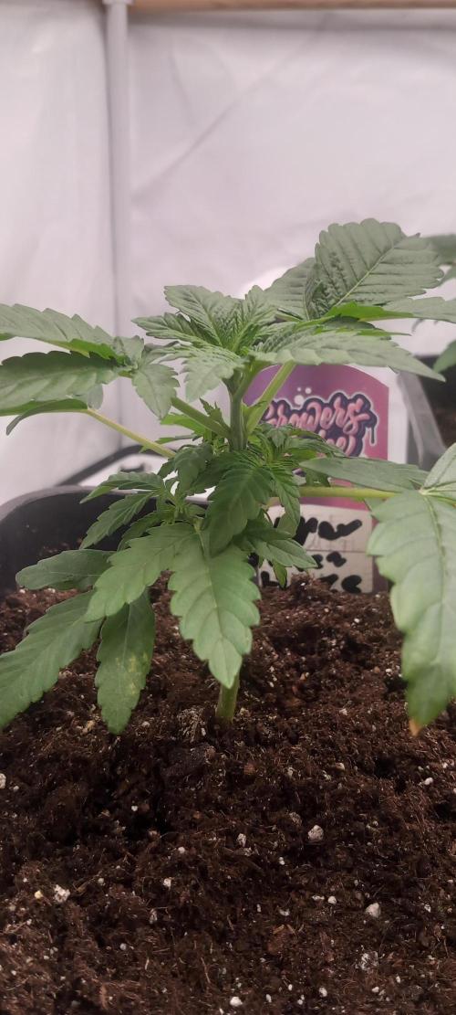 Winter Grow, Super Silver Haze. Week 4 - Kompakt 