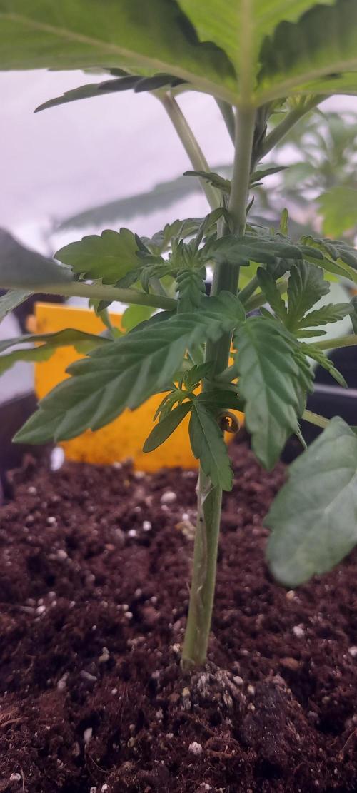 Winter Grow, Super Silver Haze. Week 4