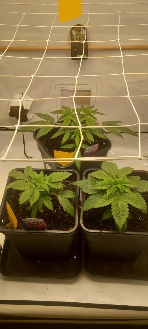 Winter Grow, Super Silver Haze. Week 4 - Vorne links