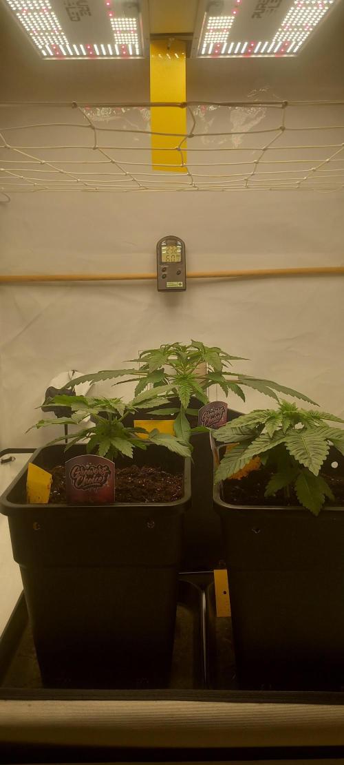 Winter Grow, Super Silver Haze. Week 4 - Vorne links