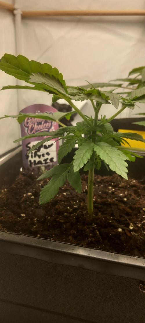 Winter Grow, Super Silver Haze. Week 5