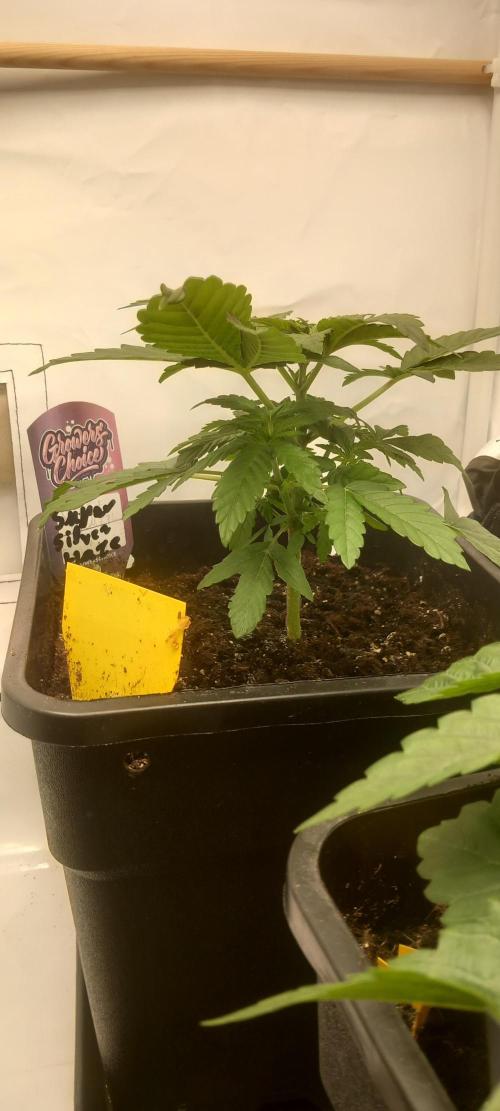 Winter Grow, Super Silver Haze. Week 5