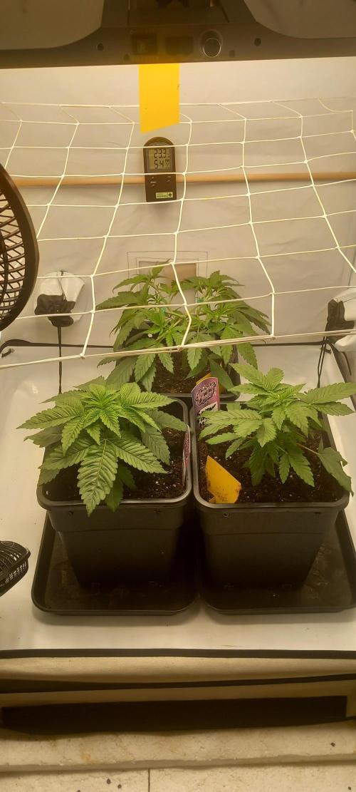 Winter Grow, Super Silver Haze. Week 5 - Vorne rechts.