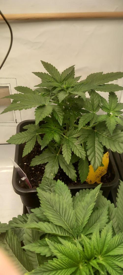 Winter Grow, Super Silver Haze. Week 5