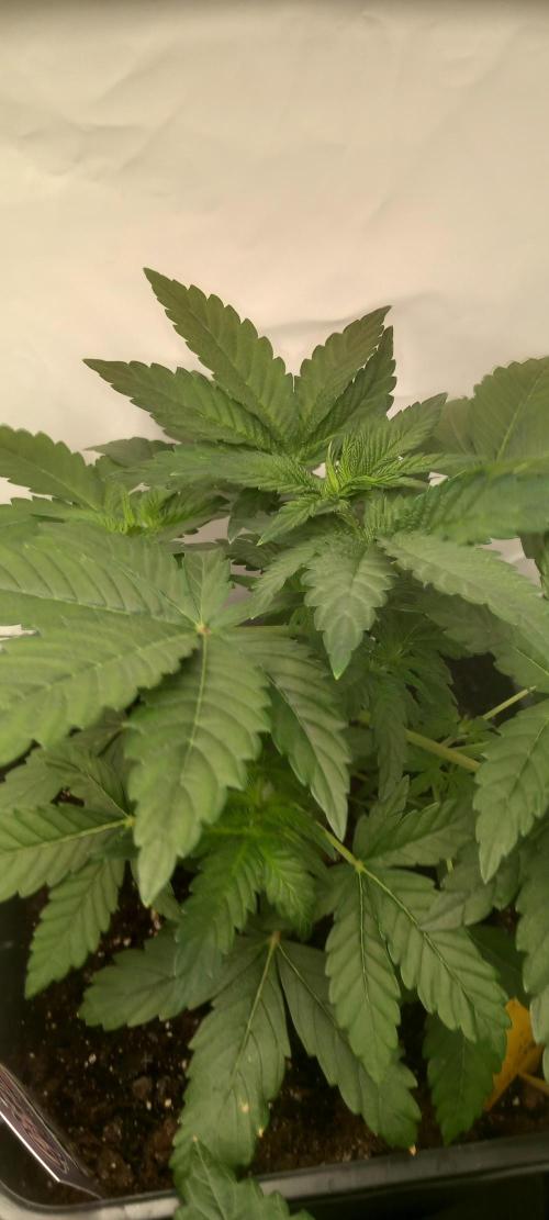 Winter Grow, Super Silver Haze. Week 5