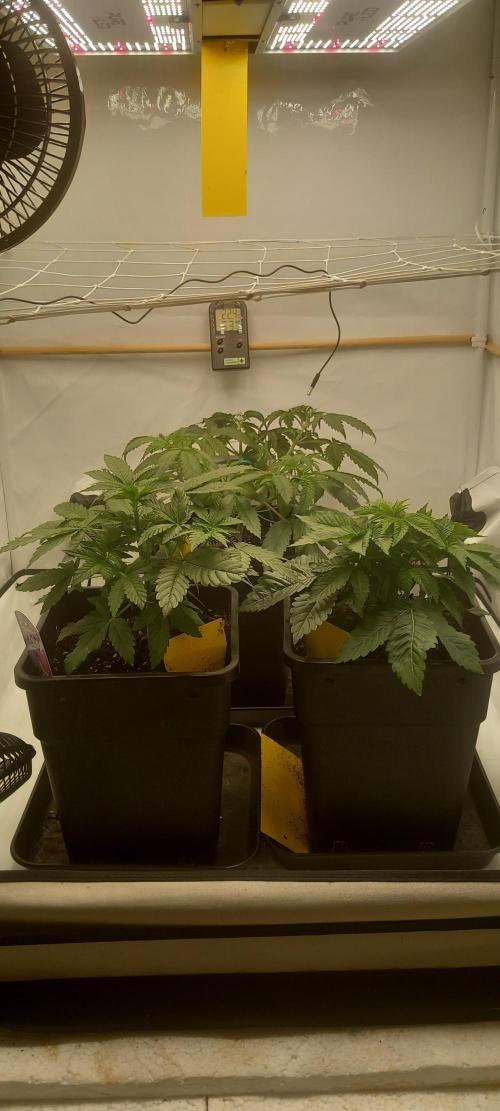 Winter Grow, Super Silver Haze. Week 5 - Vorne links.