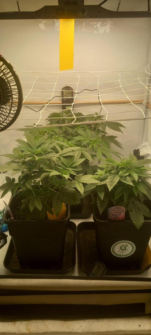 Winter Grow, Super Silver Haze. Week 6 - Vorne links.