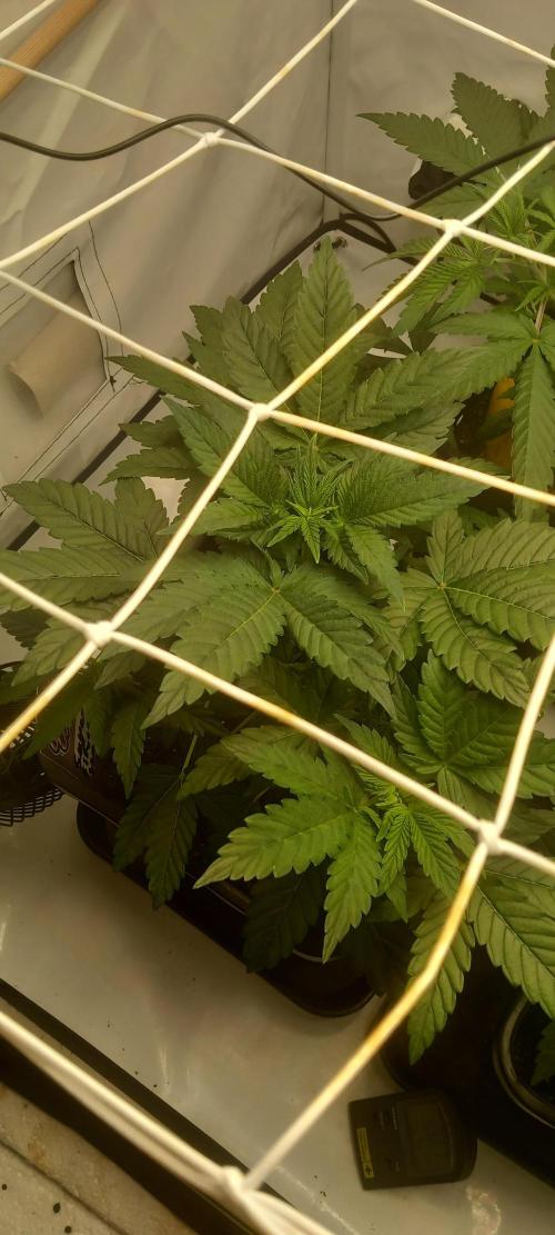 Winter Grow, Super Silver Haze. Week 6