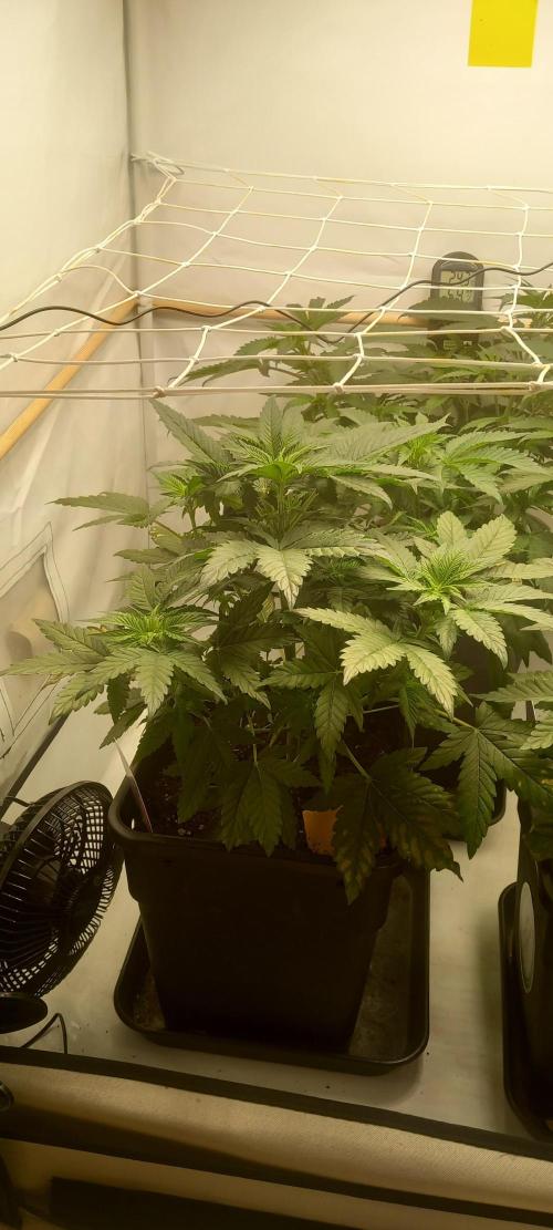 Winter Grow, Super Silver Haze. Week 7