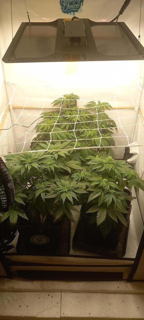 Winter Grow, Super Silver Haze. Week 8 - Vorne links.
