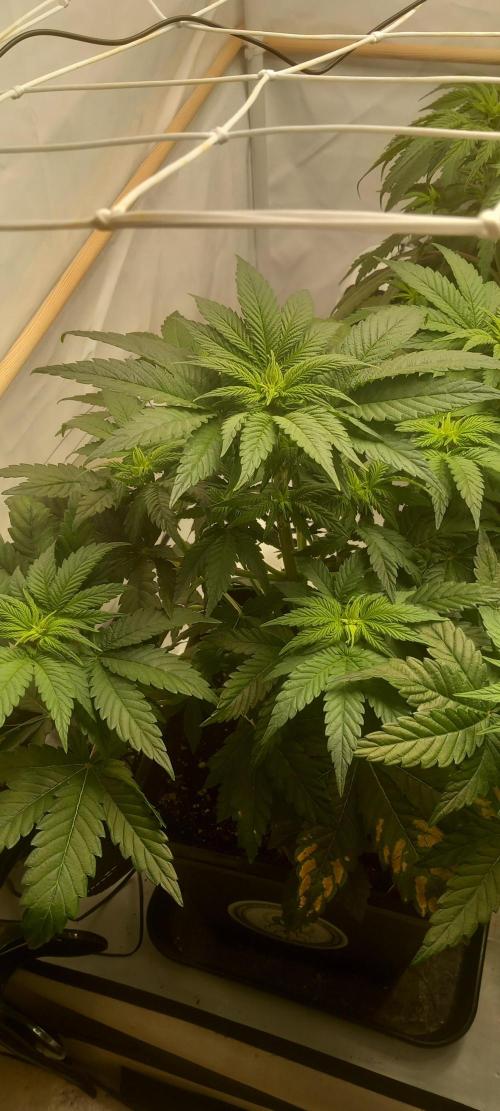 Winter Grow, Super Silver Haze. Week 8