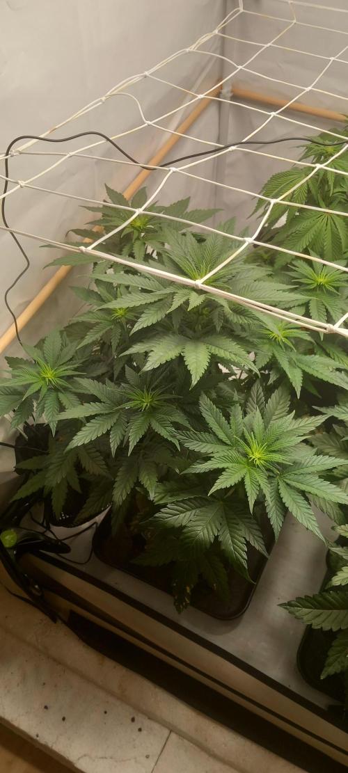 Winter Grow, Super Silver Haze. Week 8