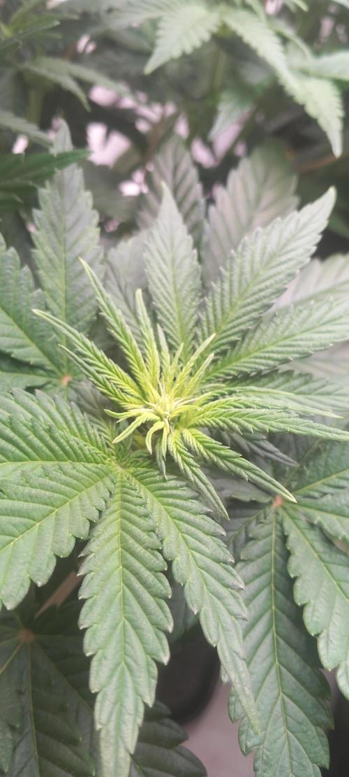 Winter Grow, Super Silver Haze. Week 8