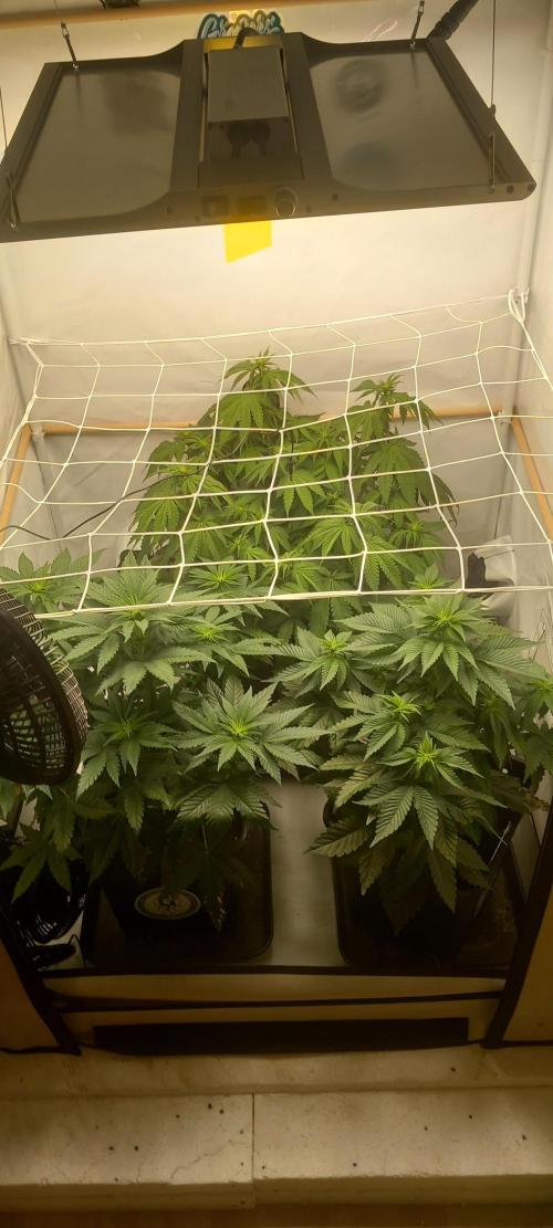 Winter Grow, Super Silver Haze. Week 8