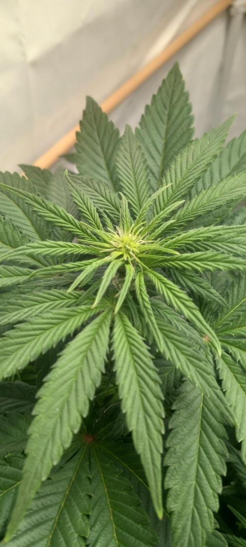 Winter Grow, Super Silver Haze. Week 9