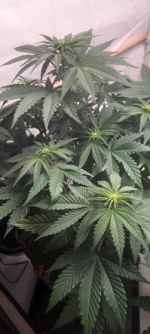 Winter Grow, Super Silver Haze. Week 9