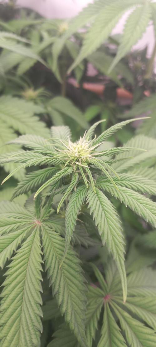 Winter Grow, Super Silver Haze. Week 9