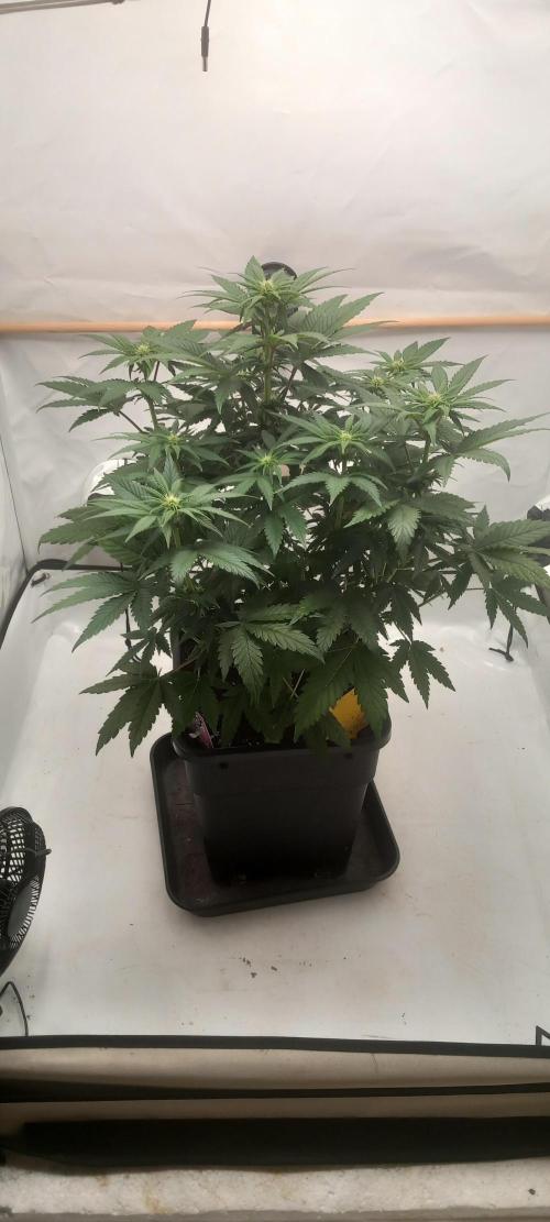 Winter Grow, Super Silver Haze. Week 9