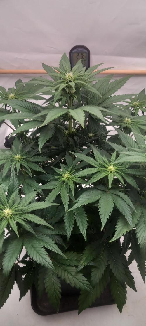 Winter Grow, Super Silver Haze. Week 9