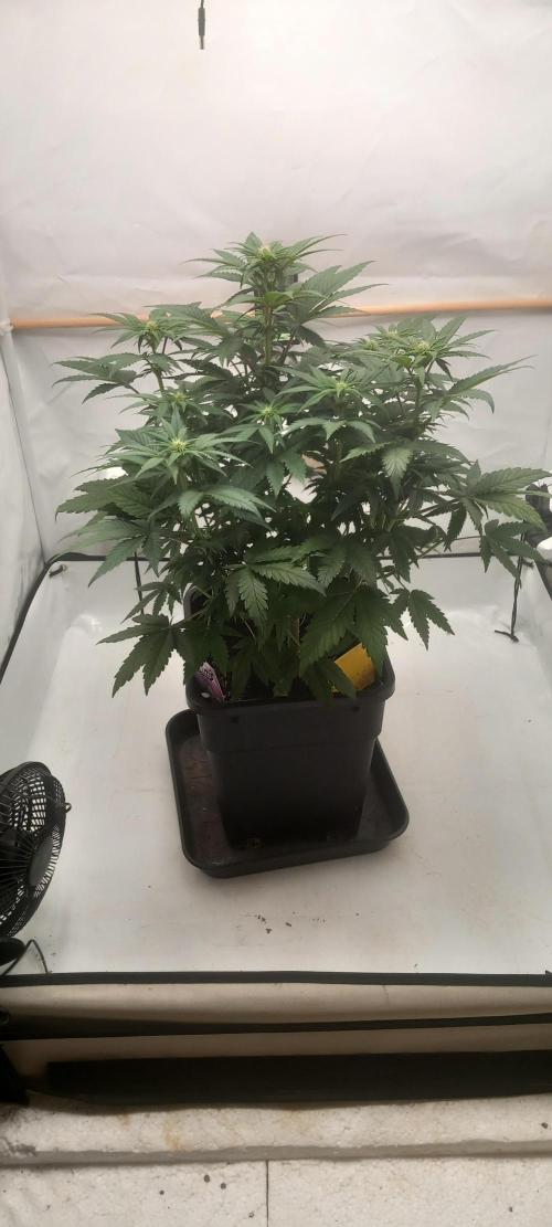 Winter Grow, Super Silver Haze. Week 9