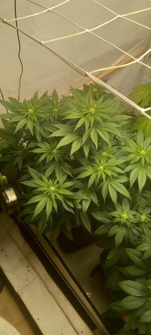 Winter Grow, Super Silver Haze. Week 9