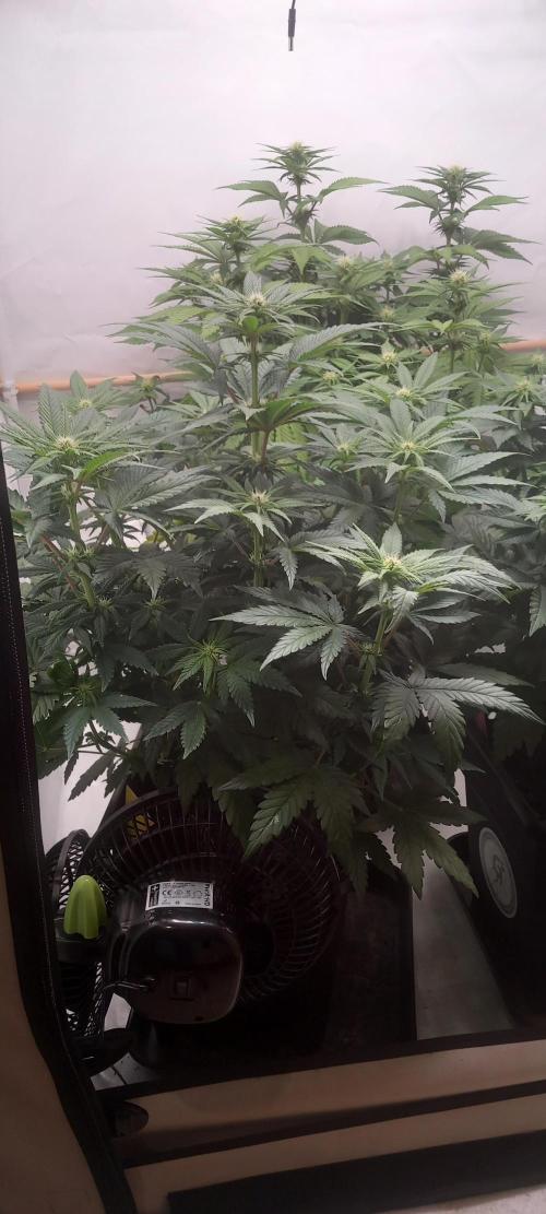 Winter Grow, Super Silver Haze. Week 9