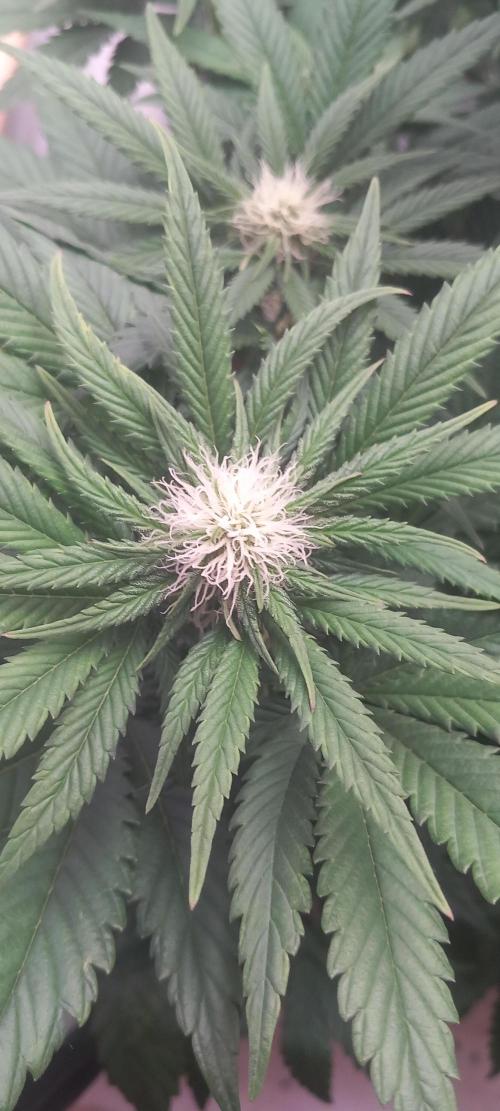 Winter Grow, Super Silver Haze. Week 10