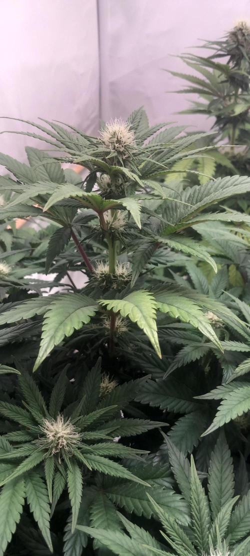 Winter Grow, Super Silver Haze. Week 10