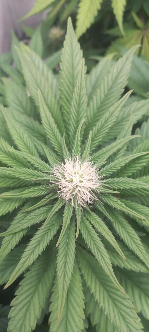 Winter Grow, Super Silver Haze. Week 10