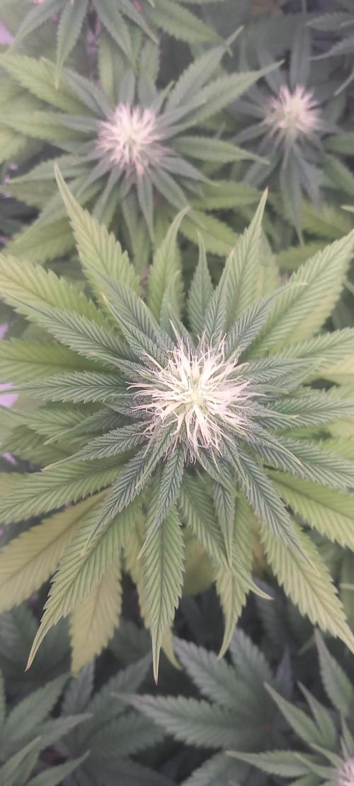 Winter Grow, Super Silver Haze. Week 10