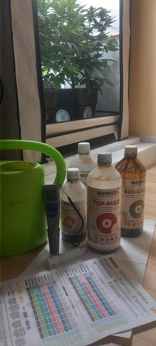 Winter Grow, Super Silver Haze. Week 10