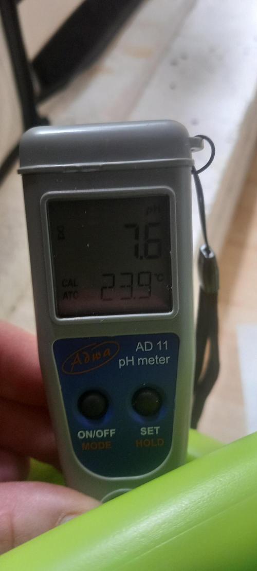 Winter Grow, Super Silver Haze. Week 10