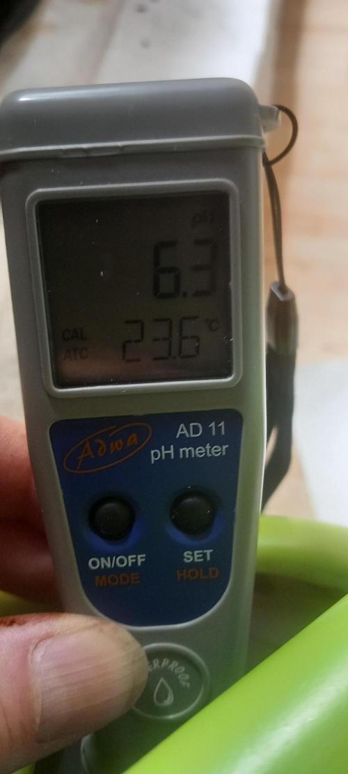 Winter Grow, Super Silver Haze. Week 10