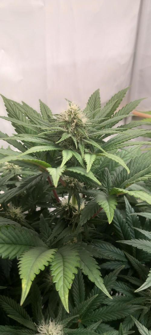 Winter Grow, Super Silver Haze. Week 10