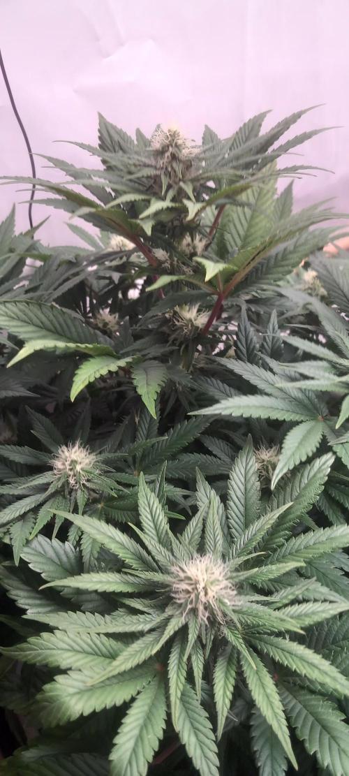 Winter Grow, Super Silver Haze. Week 10