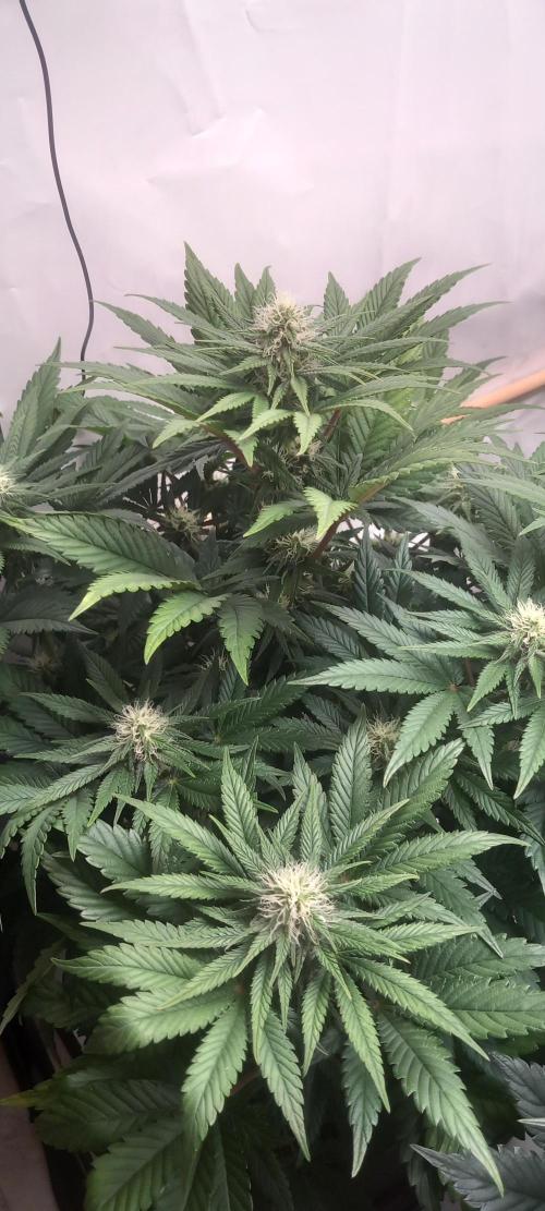 Winter Grow, Super Silver Haze. Week 10
