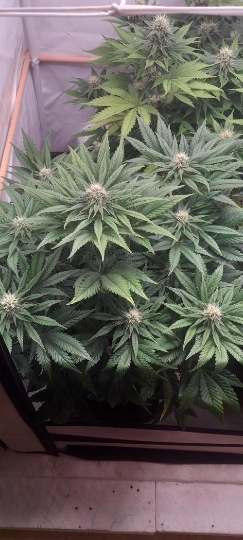 Winter Grow, Super Silver Haze. Week 10